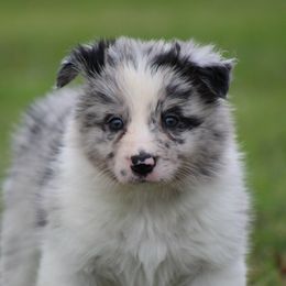 Nobel - Blue merle male Border Collie puppy in Tylertown, Mississippi from Cool Meadow Farms