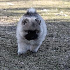 Keeshond Puppies from Anna Boehringer