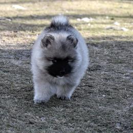 Keeshond Puppies from Anna Boehringer