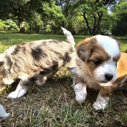 PCP Blue's Red Dragon Tamer - Red male Companion Cross puppy in Kimball, Michigan from Perfect Companion Puppies