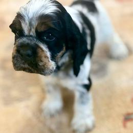 Midnight - Blue roan and tan male Cocker Spaniel puppy in Buford, Georgia from Opalina Cocker Spaniels