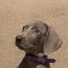 Weimaraner Puppies from Alchemy Weimaraners