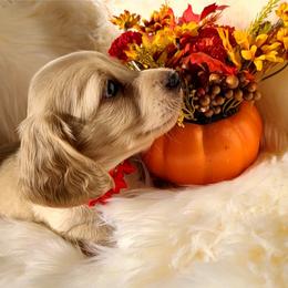 Loretta Lynn - Cream female Dachshund puppy in Waynesboro, Tennessee from Owl Hollow Farm Miniature Dachshunds