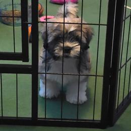 Opal - Cream female Lhasa Apso puppy in Ruffin, South Carolina from Maynard Meadows Lhasa Apsos