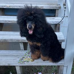 Carmen - Poodle
