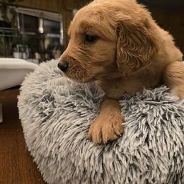 Boy 6 - Golden Golden Retriever puppy in Valley, Washington from Enchanted Valley Paws