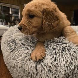 Boy 6 - Golden Golden Retriever puppy in Valley, Washington from Enchanted Valley Paws