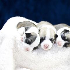 Pembroke Welsh Corgi Puppies from Cosmere Corgis