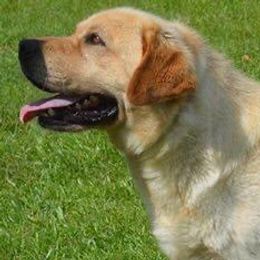 Ben - Labrador Retriever