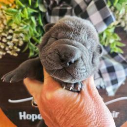 Kat - Blue female Chinese Shar-Pei puppy in Four Oaks, North Carolina from DCSHARPEI