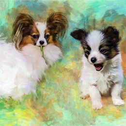 Ollie - Papillon
