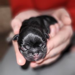 French Bulldog Puppies from 4 Leaf Frenchies
