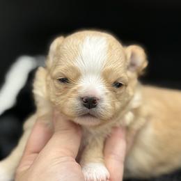 Aros - Cream and white male Chihuahua puppy in Lee Center, New York from Alfheim-Andromeda Chihuahua's (A &A's)