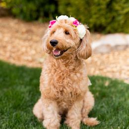 Harley - Goldendoodle