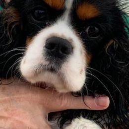 Daisy - Cavalier King Charles Spaniel