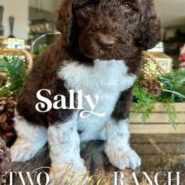 Sally Brown - female Newfypoo puppy in Jackson, Missouri from Two Sisters Ranch, LLC