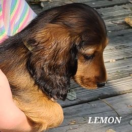 Dachshund Puppies from Tip O The Lekes Dachshunds