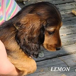 Dachshund Puppies from Tip O The Lekes Dachshunds