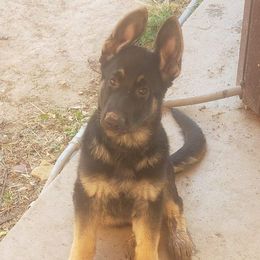 German Shepherds from Northern Shepards