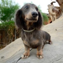 Sylvester - Dachshund
