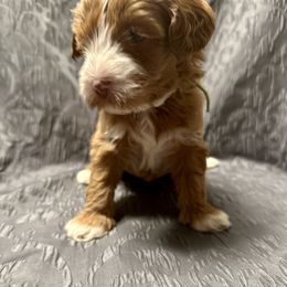 Australian Labradoodle Puppies from Cali Dream Doodles