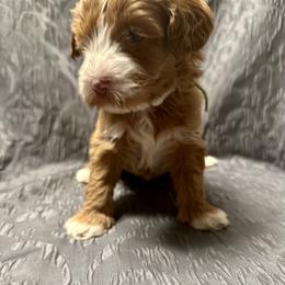 Australian Labradoodle Puppies from Cali Dream Doodles