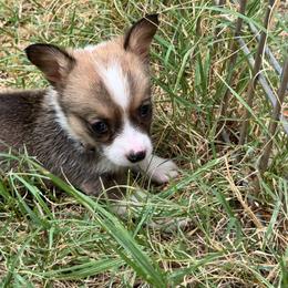 Wonder Woman - Sable female Pembroke Welsh Corgi puppy in Millsap, Texas from Punchy Pembroke Ranch