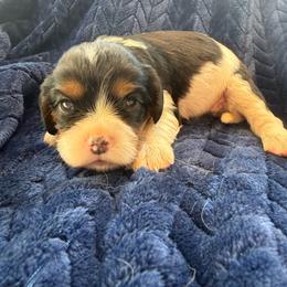 Tricolor Female 1 - Tri-color female Cavalier King Charles Spaniel puppy in Dime Box, Texas from Kuehlers Kavaliers