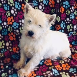 Chantilly - West Highland White Terrier