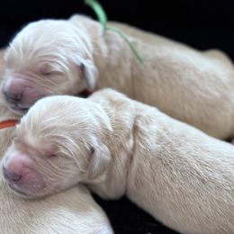 Golden Retriever puppies from Howard's Retrievers