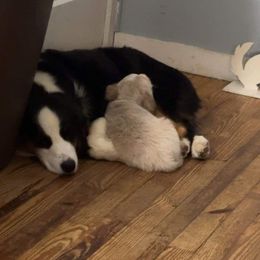 Australian Shepherds from Aisling Australian shepherds