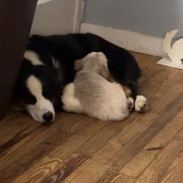 Australian Shepherds from Aisling Australian shepherds