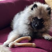 Keeshond Puppies from Peregrine Keeshond