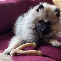 Keeshond Puppies from Peregrine Keeshond