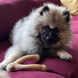 Keeshond Puppies from Peregrine Keeshond