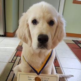 "Ernie "S.T.A.R." puppy @ 4 mo." Golden Retriever Puppies from Montrose Goldens