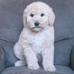 Poodle Puppies from Switzer Poodles