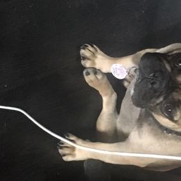 Misu - French Bulldog