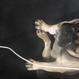 Misu - French Bulldog