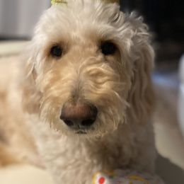 Stella - Goldendoodle