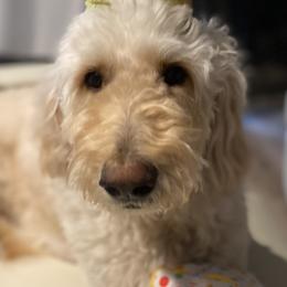 Stella - Goldendoodle
