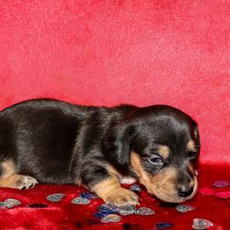 Black female - Black and tan female Dachshund puppy in Coldwater, Mississippi from Mississippi Shorties Miniature Dachshunds