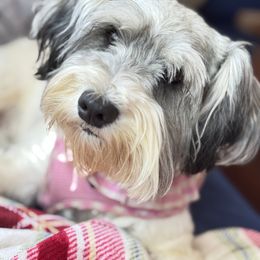 Sino - Miniature Schnauzer