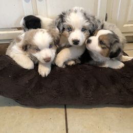 Miniature Australian Shepherd Puppies from Boulder Mini Aussies