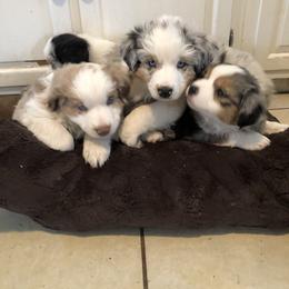 Miniature Australian Shepherd Puppies from Boulder Mini Aussies