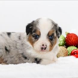 Male 2 - Blue merle male Miniature American Shepherd puppy in Childress, Texas from Taylor Farms