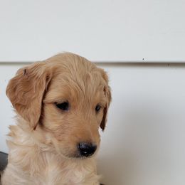 Goldendoodle Puppies from Doodling Minors