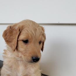 Goldendoodle Puppies from Doodling Minors