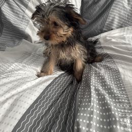 Mr  Love bug 3900 - Black and gold male Yorkshire Terrier puppy in Las Vegas, Nevada from Made in Heaven Yorkshire Terrier Las Vegas