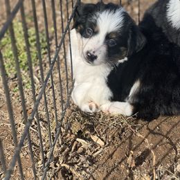 Boy 7 - Black tri Miniature Australian Shepherd puppy in Greensboro, North Carolina from Rambling L Toy& Mini Aussies
